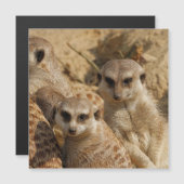 Meerkat 039 (Front/Back)