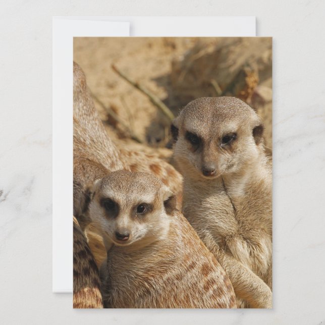 Meerkat 039 holiday card (Front)