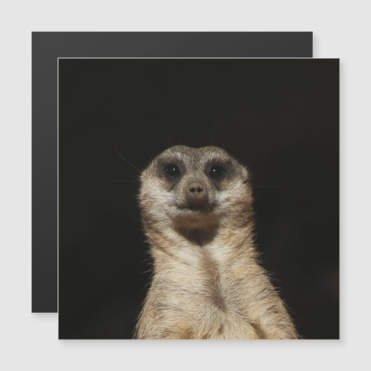 Meerkat 040 (Front/Back)