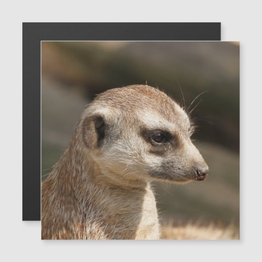 Meerkat 048 (Front/Back)