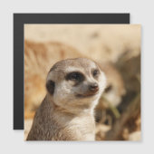 Meerkat 052 (Front/Back)