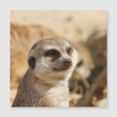 Meerkat 052 (Front)