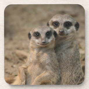 Meerkat 067 beverage coaster