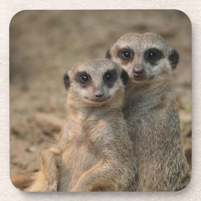 Meerkat 067 beverage coaster (Front)