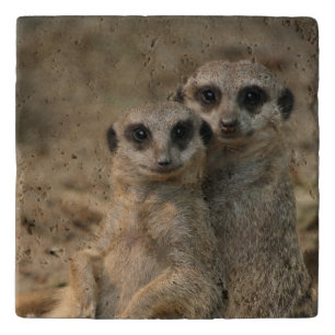 Meerkat 067 trivet