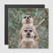 Meerkat 081 (Front/Back)