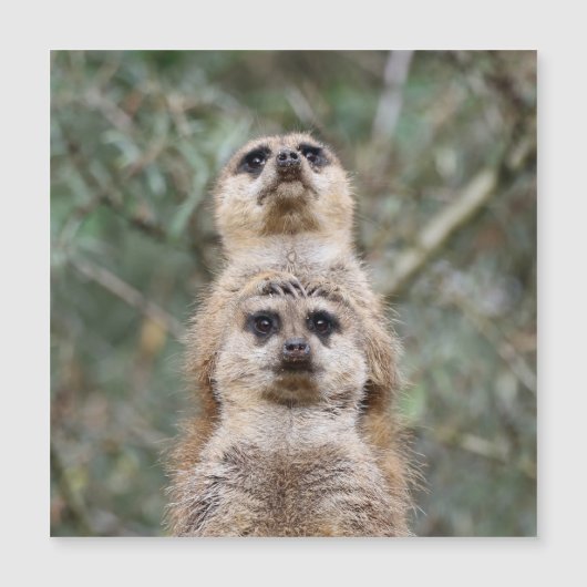 Meerkat 081 (Front)