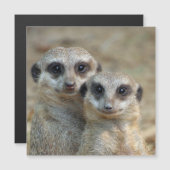 Meerkat 085 (Front/Back)