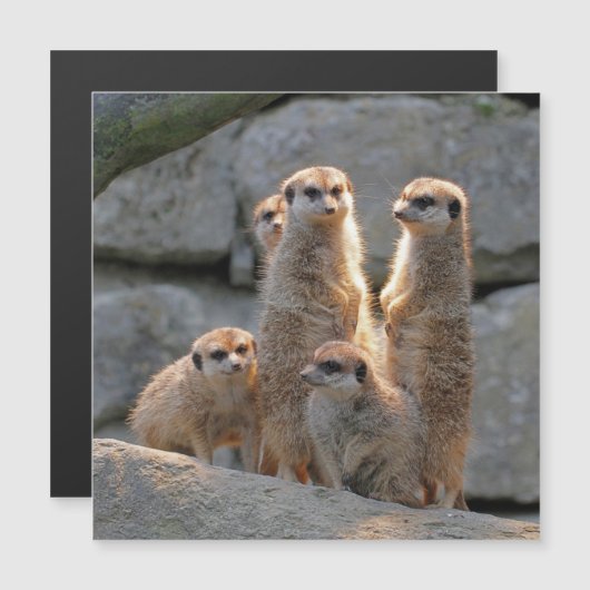 Meerkat 110 (Front/Back)