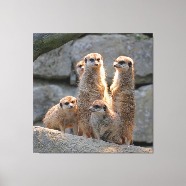 Meerkat 110 canvas print (Front)