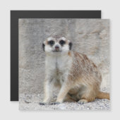 Meerkat 134 (Front/Back)