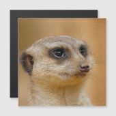 Meerkat 154 (Front/Back)
