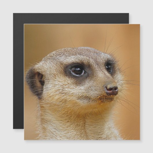 Meerkat 154 (Front/Back)