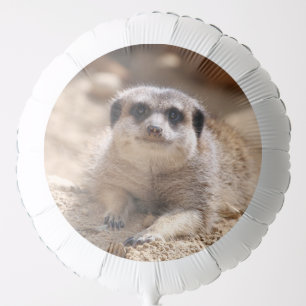 Meerkat 174 balloon