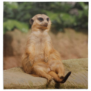 Meerkat_2015_0110 Napkin