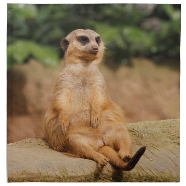 Meerkat_2015_0110 Napkin (Front)
