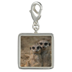 Meerkat_20170901_by_JAMFoto Charm