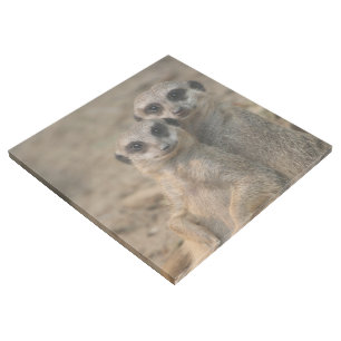 Meerkat_20170901_by_JAMFoto Gallery Wrap