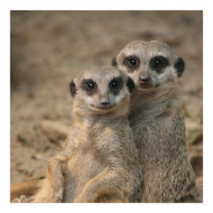 Meerkat_20170901_by_JAMFoto Photo Print
