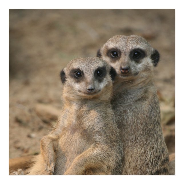 Meerkat_20170901_by_JAMFoto Photo Print (Front)