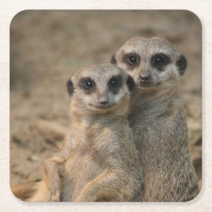 Meerkat_20170901_by_JAMFoto Square Paper Coaster