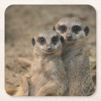 Meerkat_20170901_by_JAMFoto Square Paper Coaster
