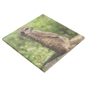 Meerkat_20171001_by_JAMFoto Gallery Wrap