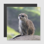 Meerkat_20171101_by_JAMFoto (Front/Back)