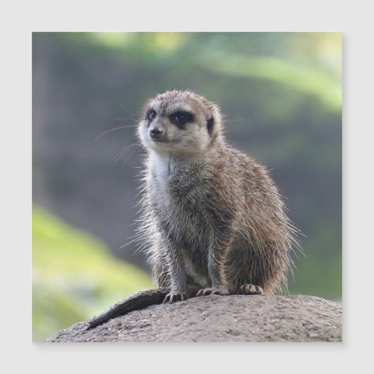 Meerkat_20171101_by_JAMFoto (Front)