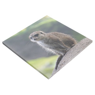 Meerkat_20171101_by_JAMFoto Gallery Wrap