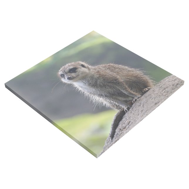 Meerkat_20171101_by_JAMFoto Gallery Wrap (3/4)