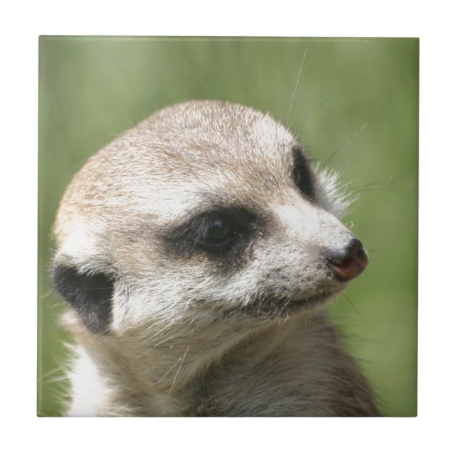 Meerkat_20171201_by_JAMFoto Tile (Front)