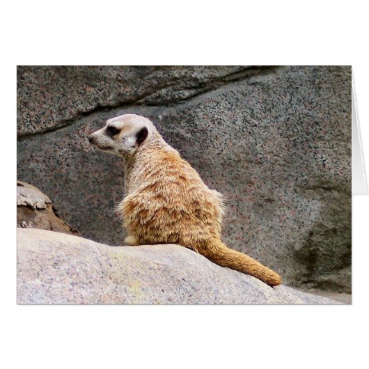 Meerkat #3 cards (Front Horizontal)