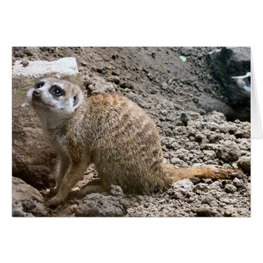 Meerkat #6 cards (Front Horizontal)