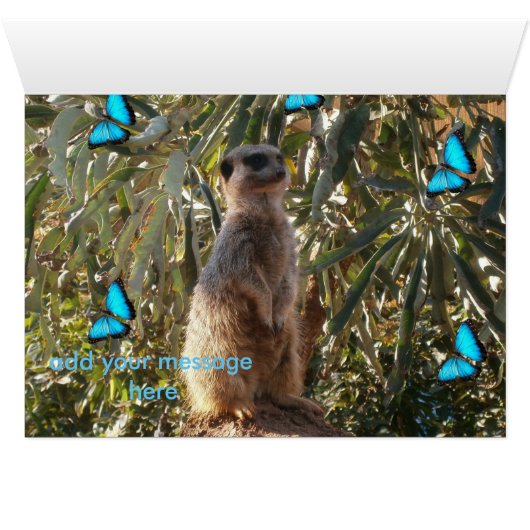 Meerkat And Blue Butterflies, (Inside Horizontal (Bottom))