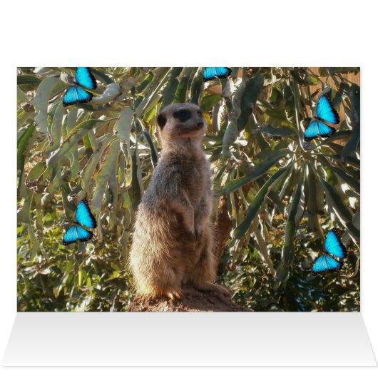 Meerkat And Blue Butterflies, (Inside Horizontal (Top))