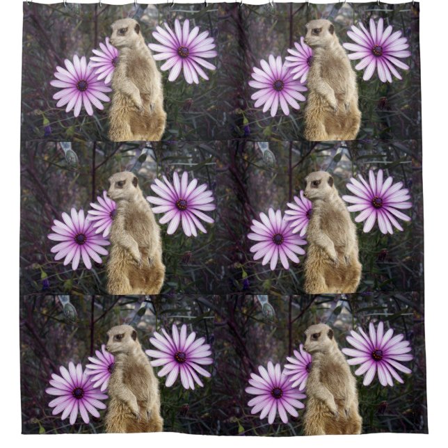 Meerkat And Purple Daisies, Shower Curtain (Front)