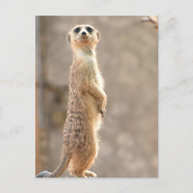 Meerkat At Attention Postcard Zazzle
