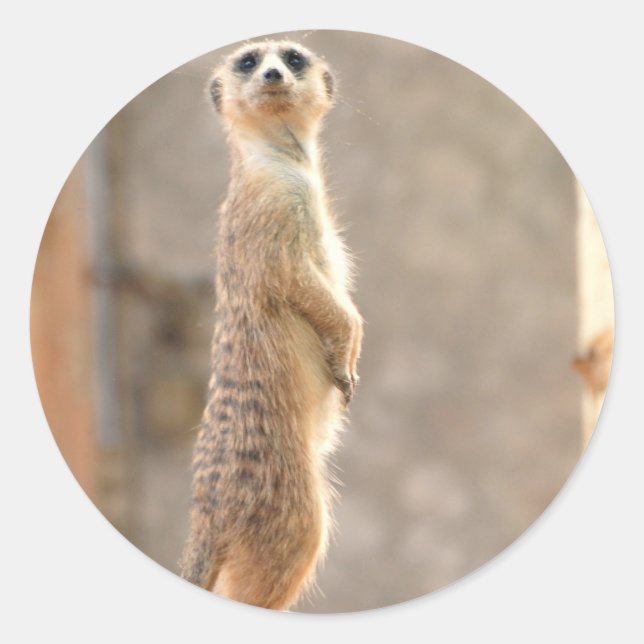 Meerkat at Attention Stickers (Front)