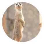 Meerkat at Attention Stickers