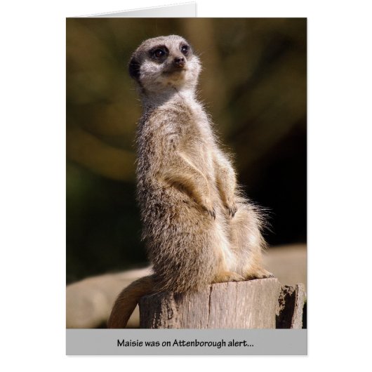 Meerkat Attenborough Alert Cards (Front)