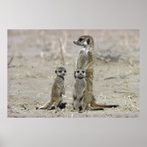 Meerkat Baby Sitter And Pups Suricata Suricata Poster