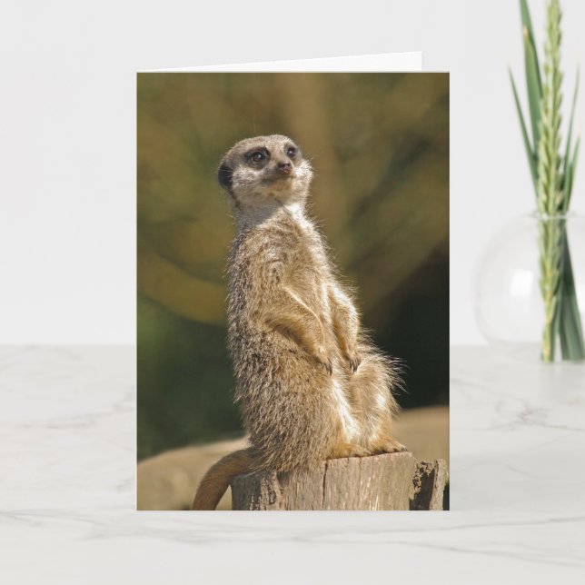 Meerkat Birthday Card (Front)