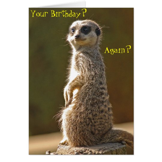 Meerkat Birthday Card | Zazzle.com