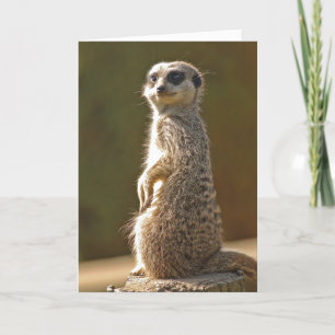 Meerkat Birthday Card c
