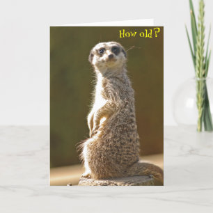 Meerkat Birthday Card -How old?