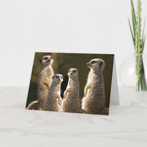 Meerkat Birthday greeting card