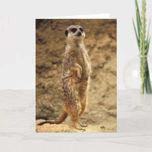 Meerkat - Blank Greeting Card