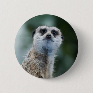 Meerkat Button