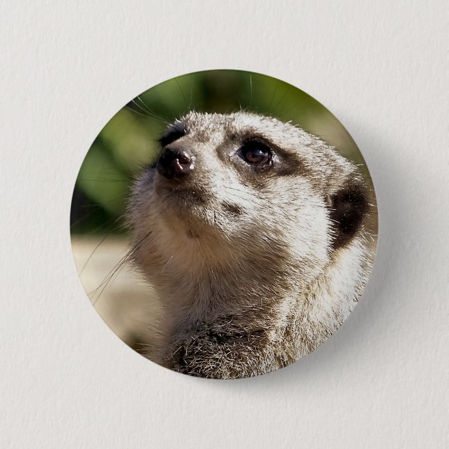 MEERKAT BUTTON (Front)